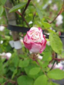 Preview: Rosa Venusta Pendula